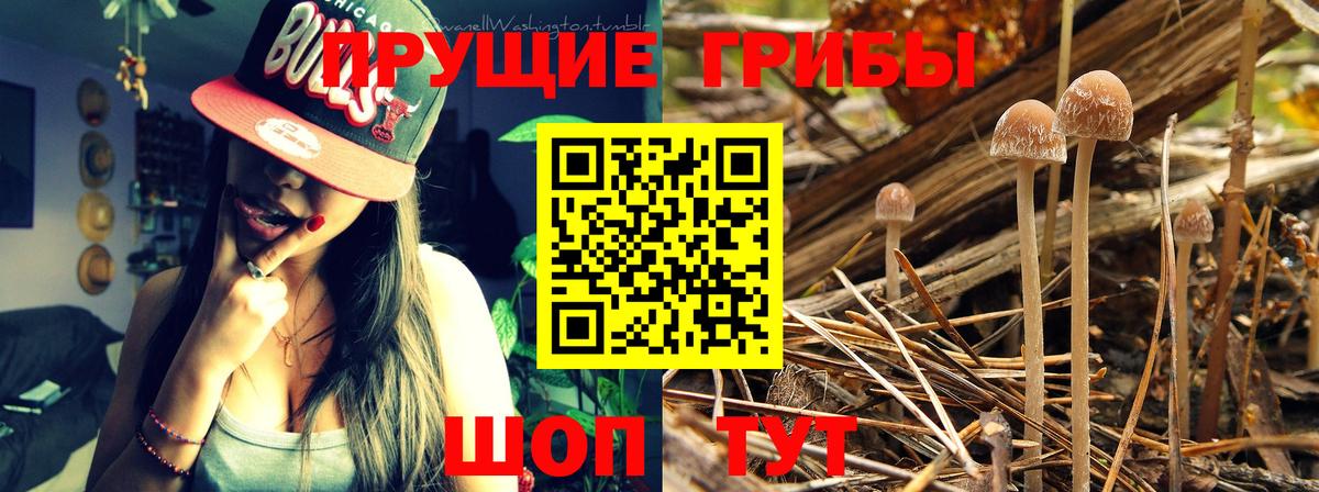 Псилоцибиновые грибы Psilocybine cubensis Тамбов